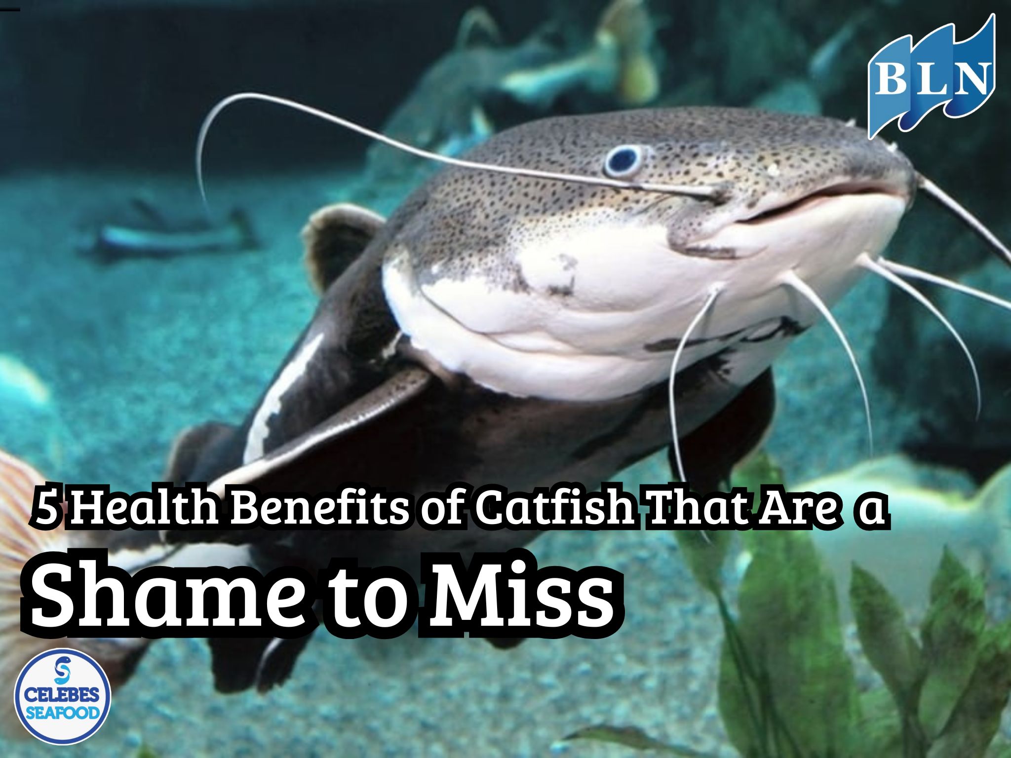 5 Health Benefits of Catfish That Are a Shame to Miss
